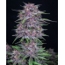 Banana Purple Punch Auto